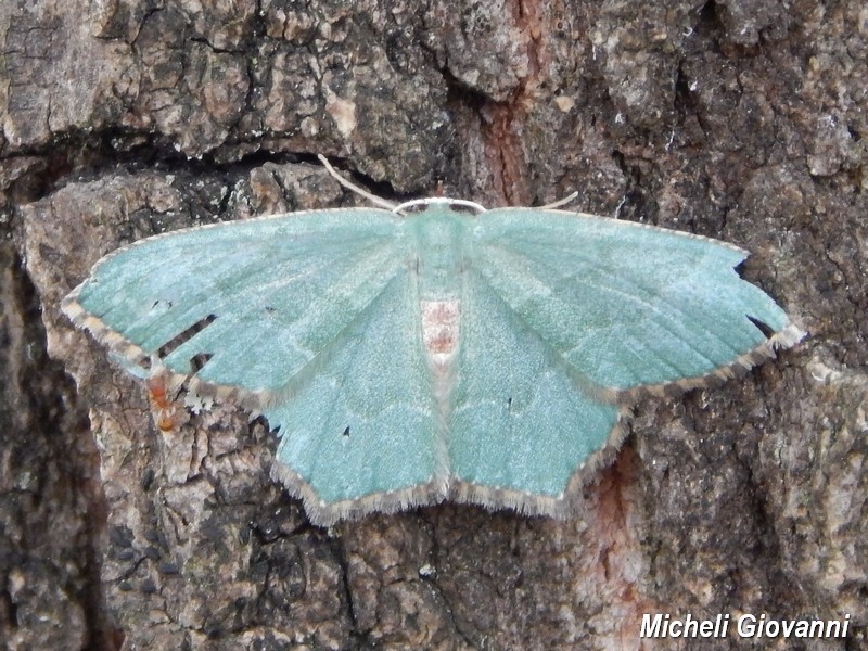 Geometridae da ID - Hemithea aestivaria